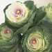 Mentre parliamo, Luigi ci mostra uno degli esemplari da lui considerati pi belli: la brassica, dal colore verde e linterno bianco decorato con laggiunta di una piccola perlina. Di solito si regala a chi ha appena avuto un neonato